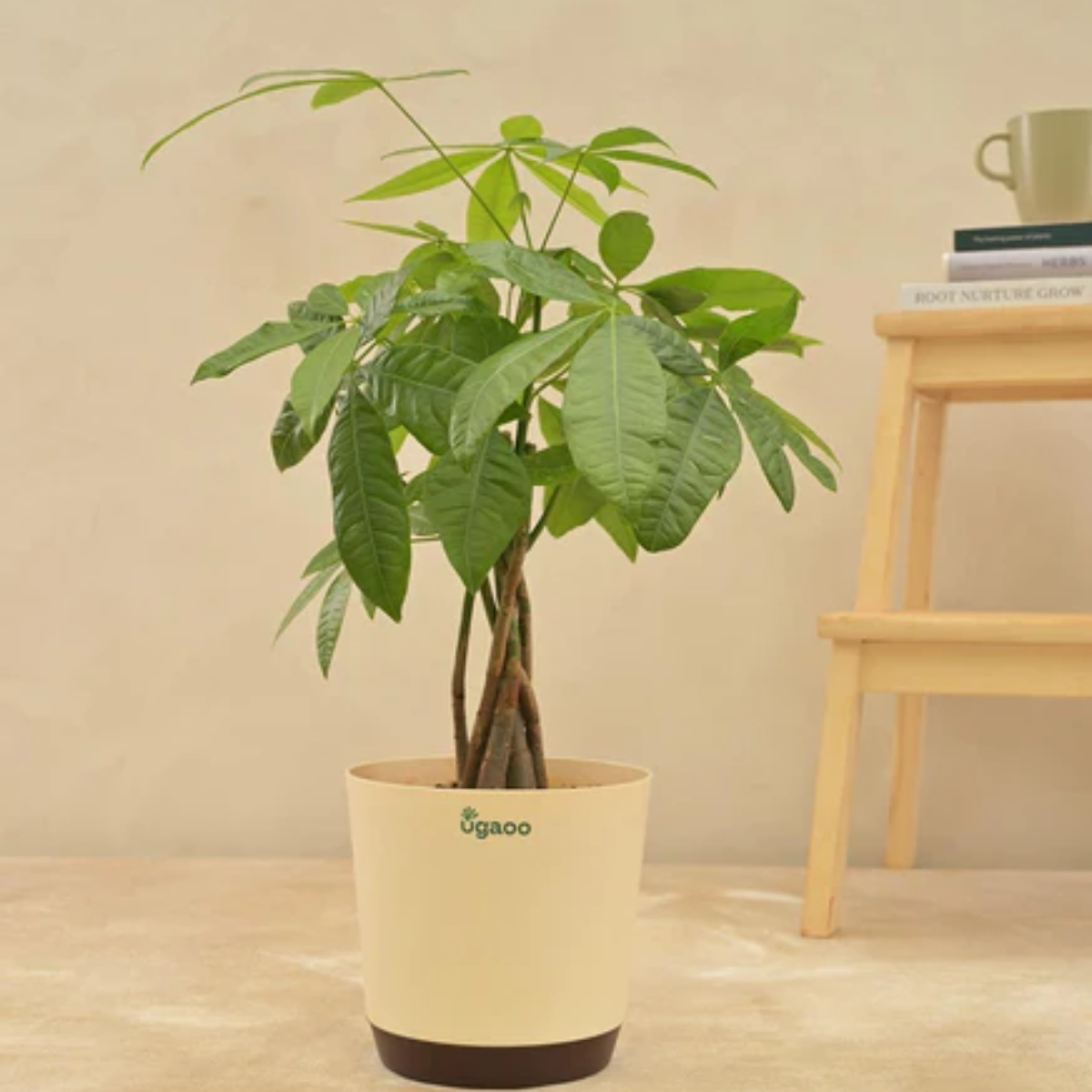 24. 15th Anniversary Year Plant: A Unique and Thoughtful Gift Idea for Him