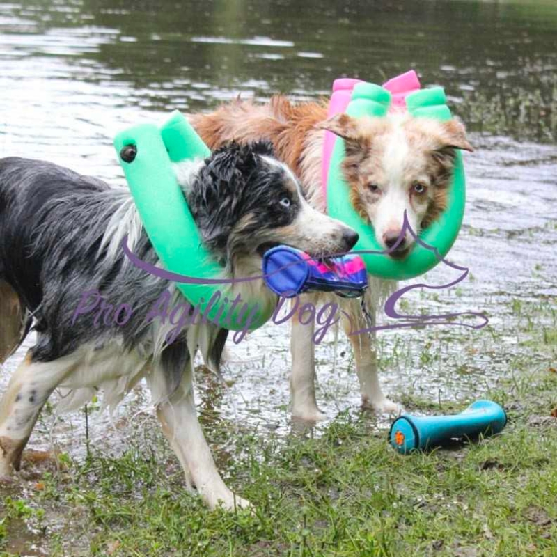 Personalized Dog Swim Safety Ring