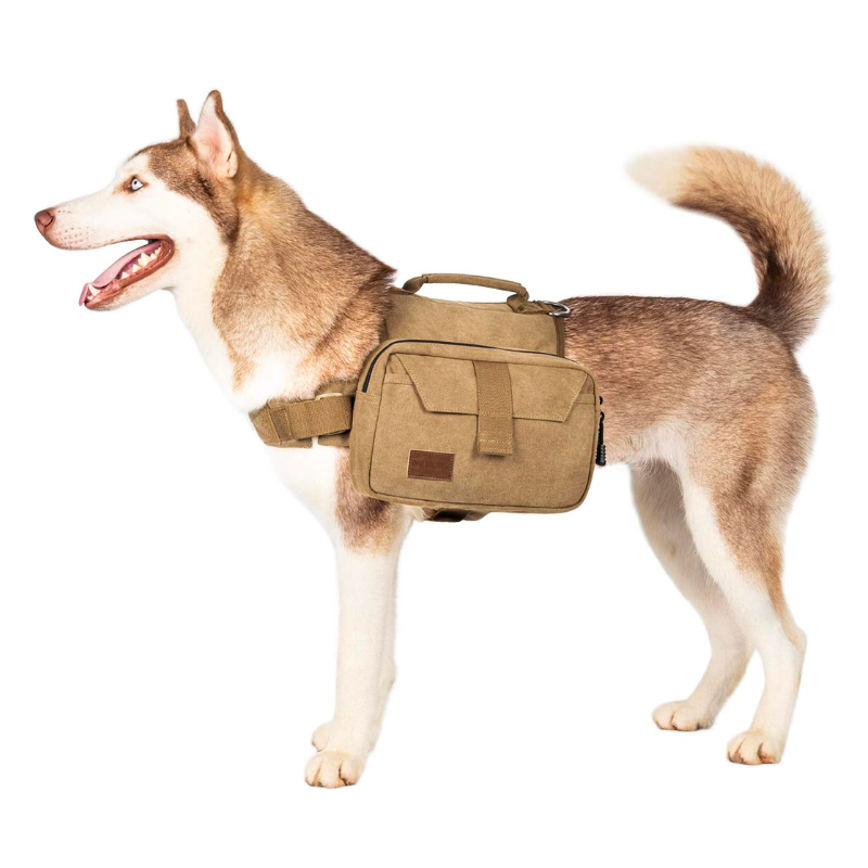 Dog-Friendly Adventure Gear